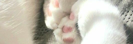 Plut0 | 💐 banner