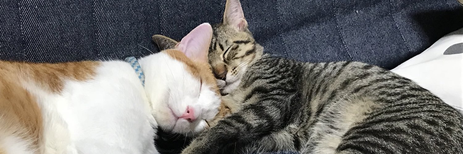 じゃこ banner