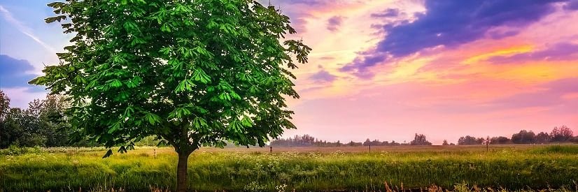 QuizMyHeart banner