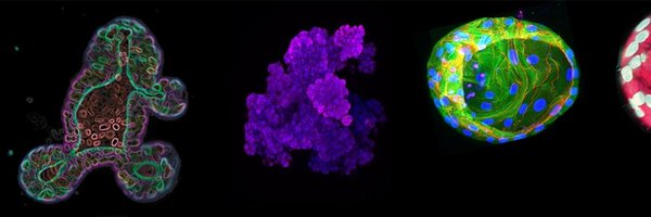 OrganoidNL Profile Banner