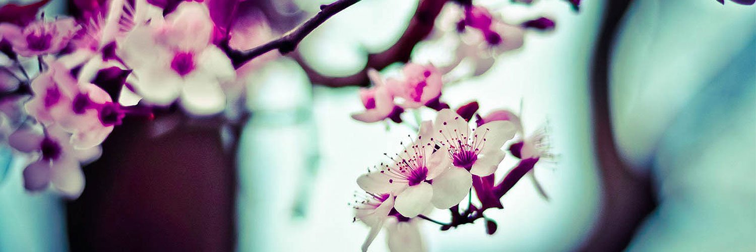 Ny_Songbird's profile banner image