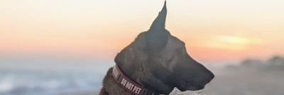 Jeff Tawater Dog Training's banner