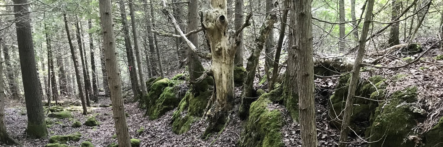 Dr Amanda Moehring banner