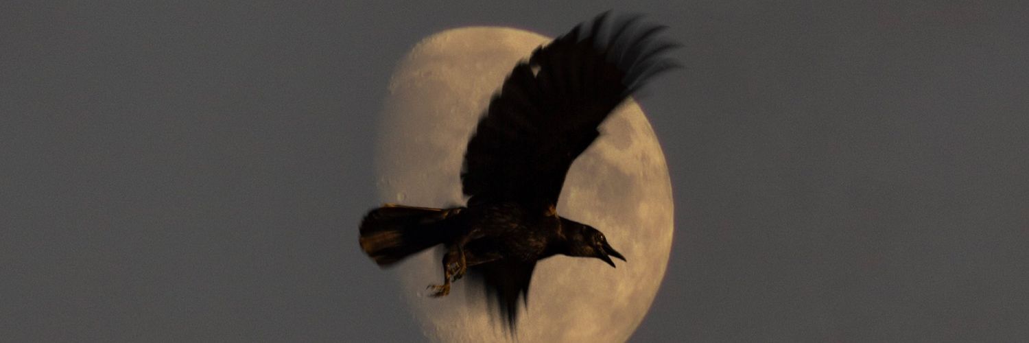 yshn_everblack ⚜️🕷️⚓👾🖤 banner