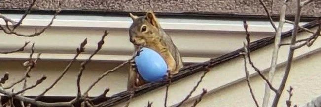 Neighbor Gabe banner