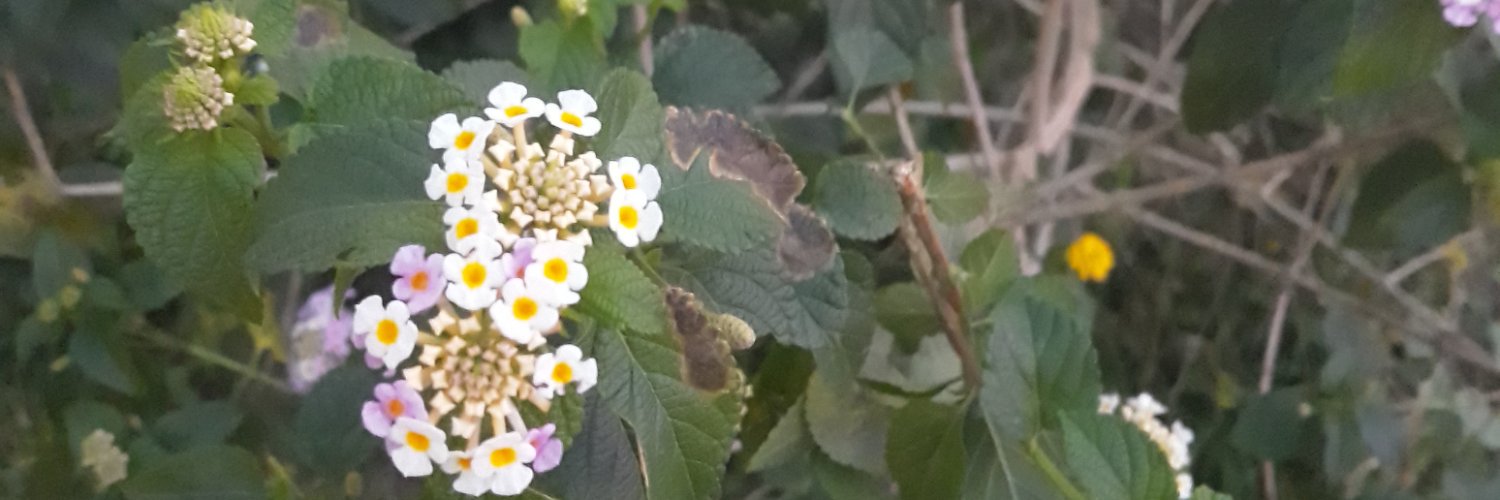 TyyUtty's profile banner image