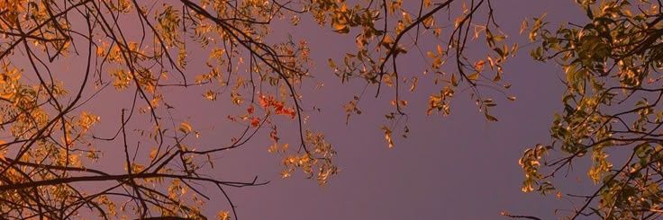 ༄ᛖ𝘢𝖗𝕥𝒾𝓃𝘢༄🦋🇦🇷 banner