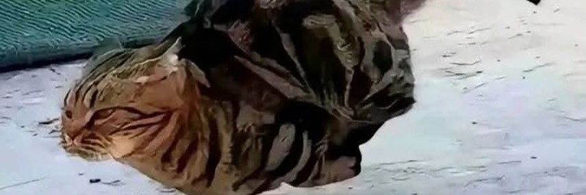 deandriansa's profile banner image