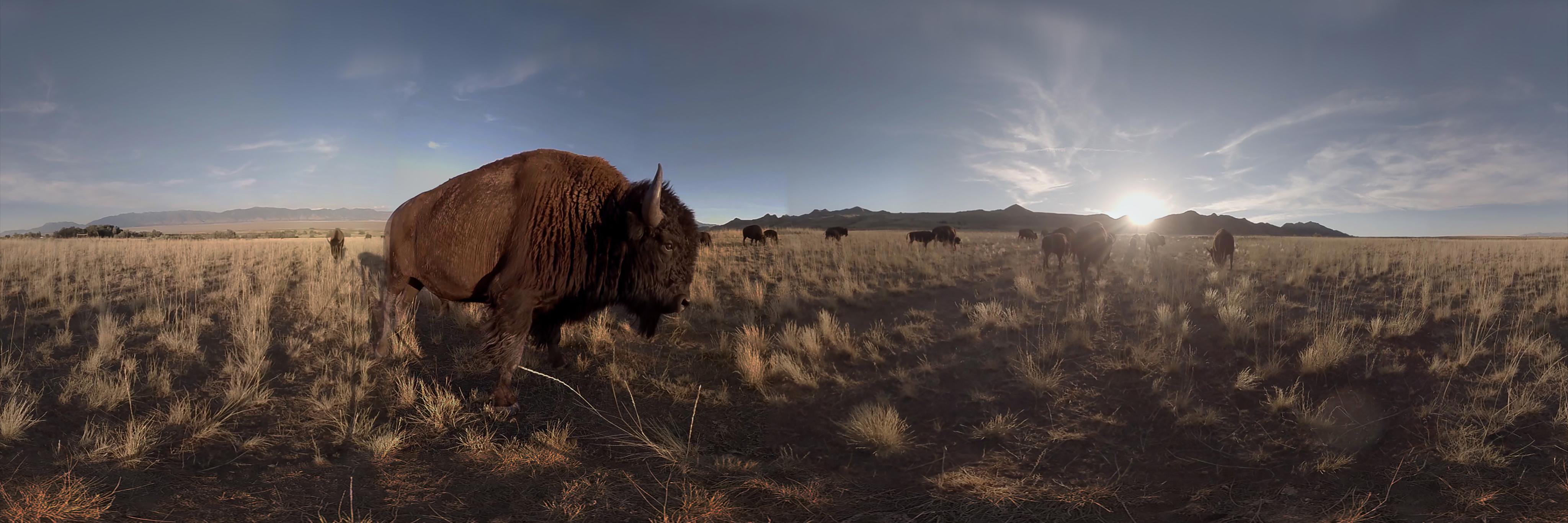 Danfung Dennis banner