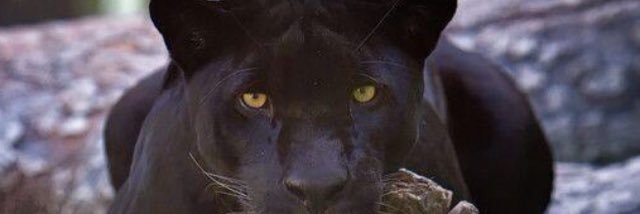 MacDaddyyD's profile banner image
