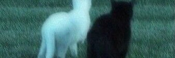 _second_may Profile Banner