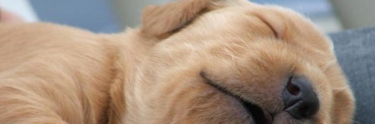 winarawrr's profile banner image