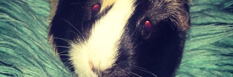 CollieSox13's profile banner image