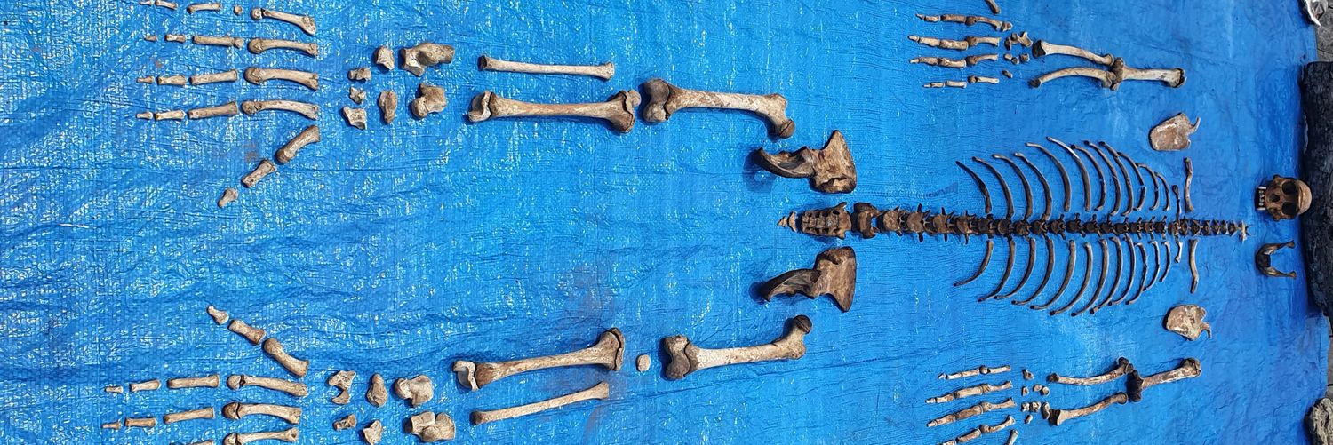 Stephanie Melillo banner