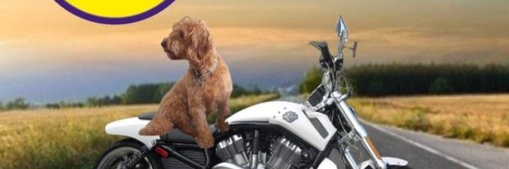 MiloNames's profile banner image
