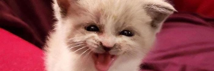 Yampuu2's profile banner image