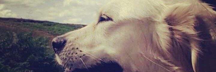 Sarah Fawcett banner