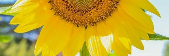 Orumee's profile banner image