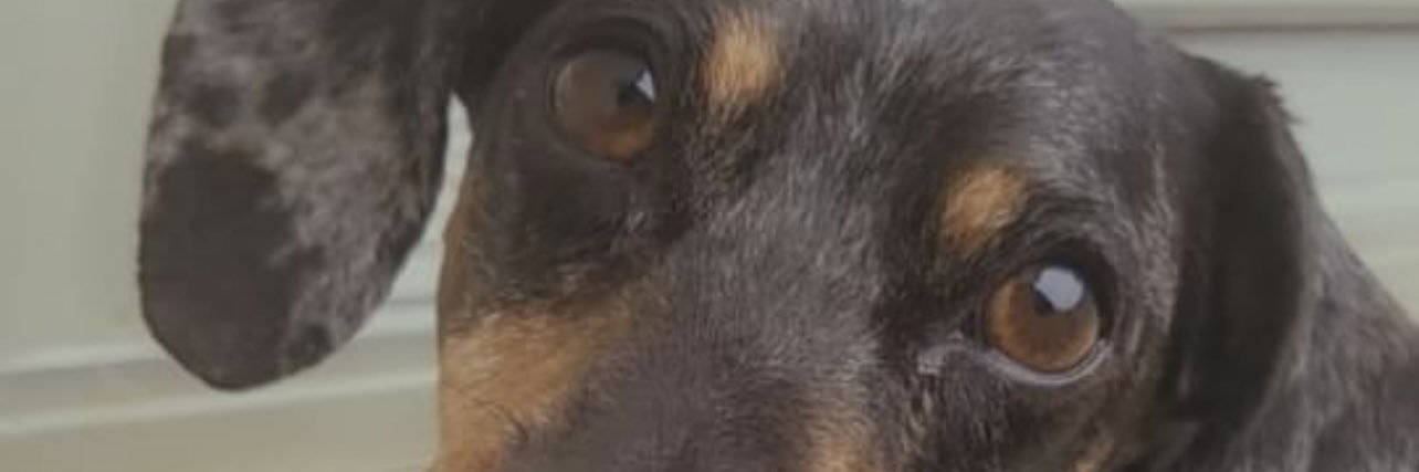 S ❀ banner