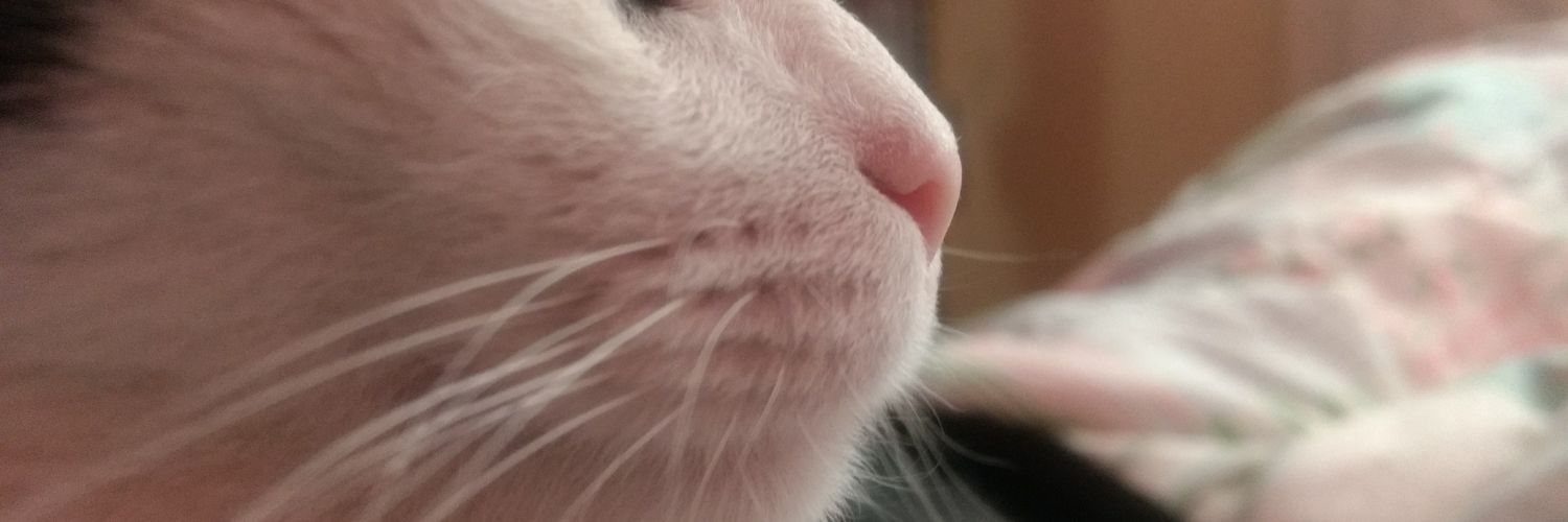 virisgro's profile banner image