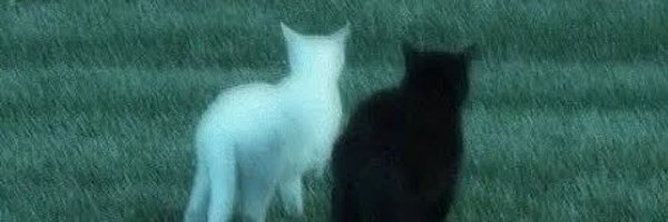 HalfFox1 Profile Banner