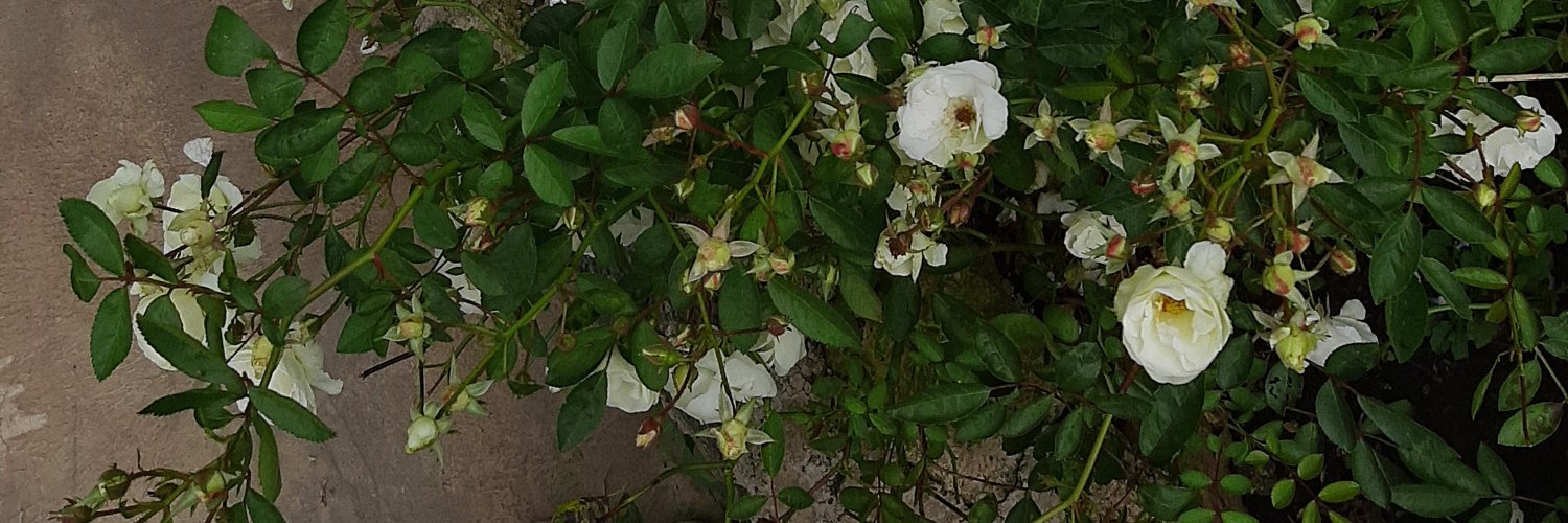 noxursa's profile banner image