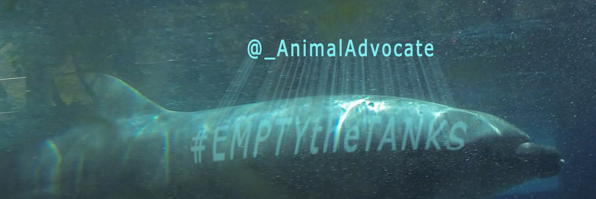 ANIMAL ADVOCATE  Ⓥ's banner