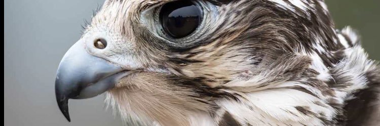 ExtinHouse's profile banner image