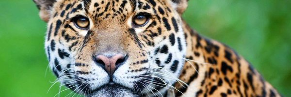 jaguar 😺 Profile Banner