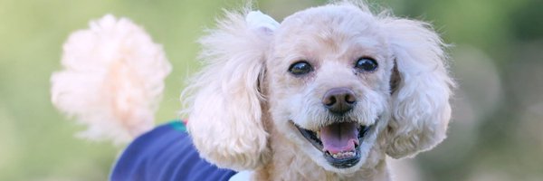 lottayassy Profile Banner