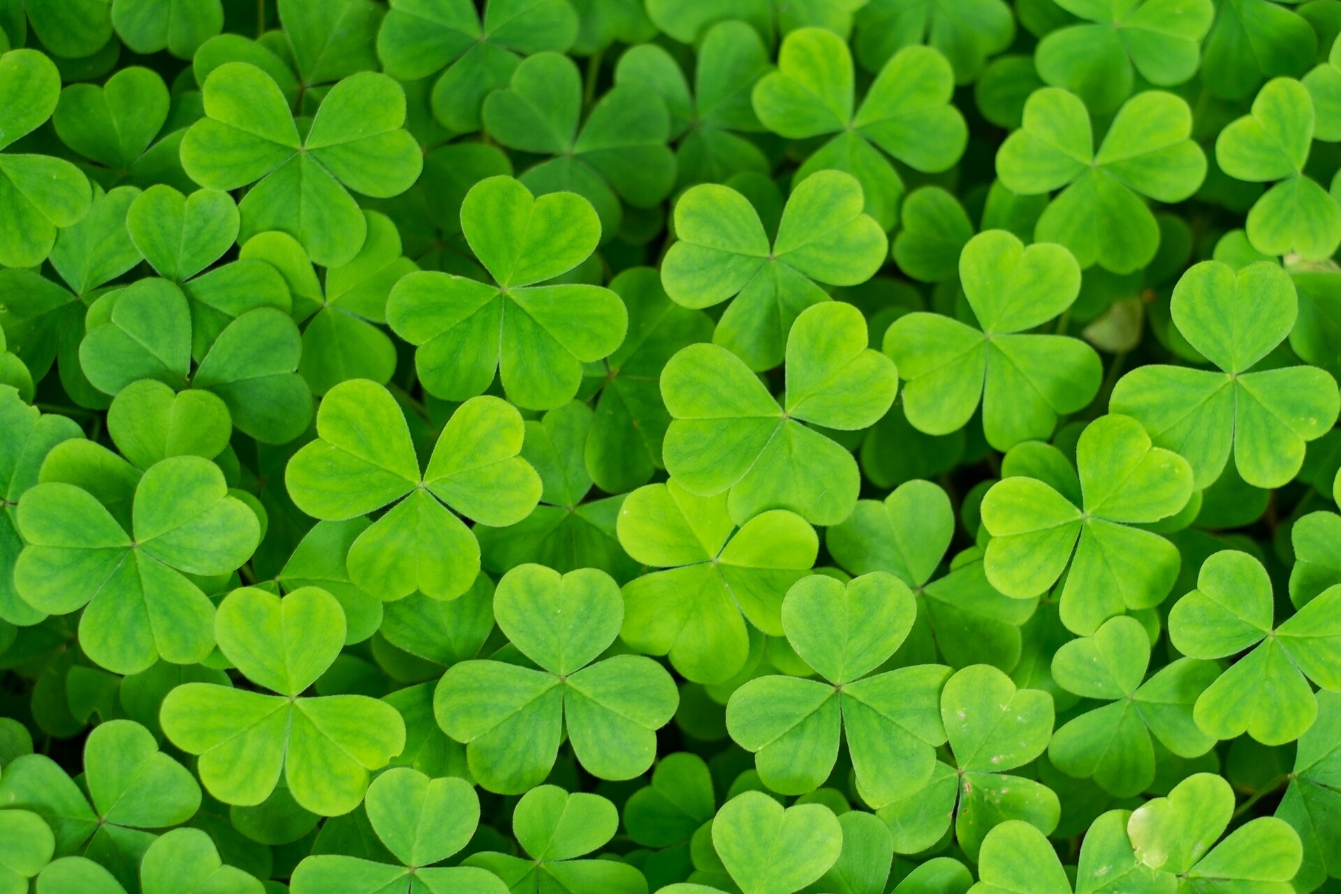 MichielsMartine's profile banner image