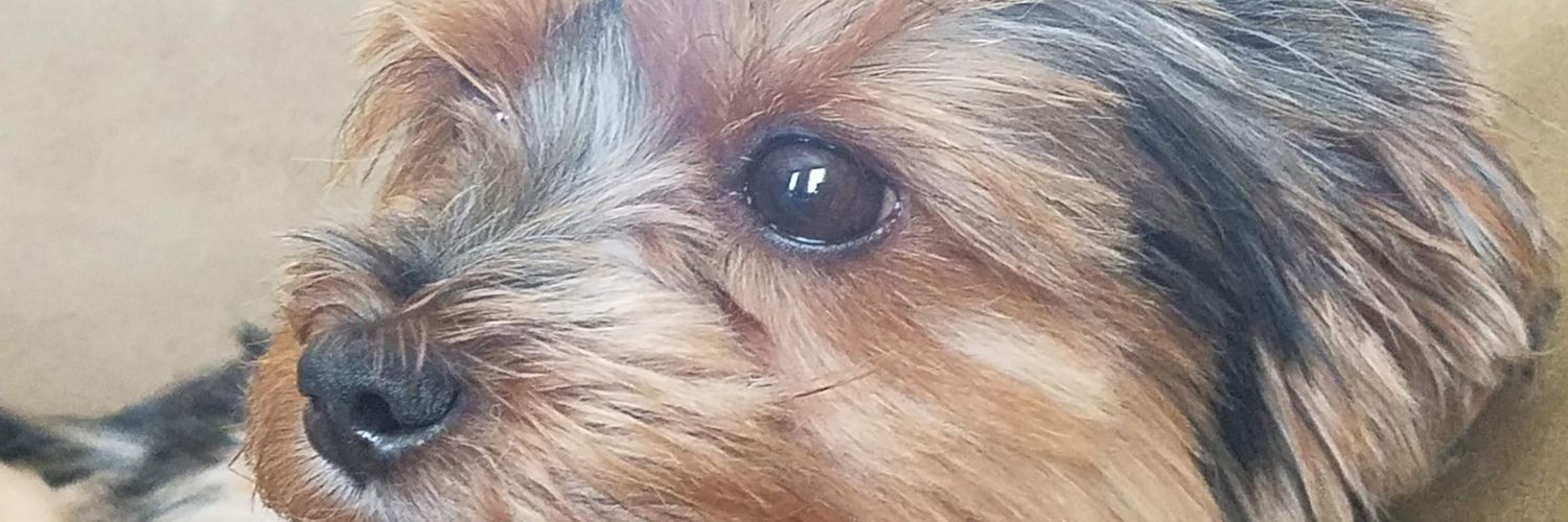 Dr._Haole_MadMatto66 banner