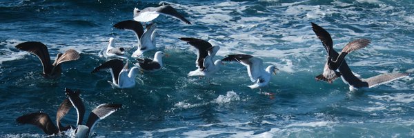 jieyusz Profile Banner