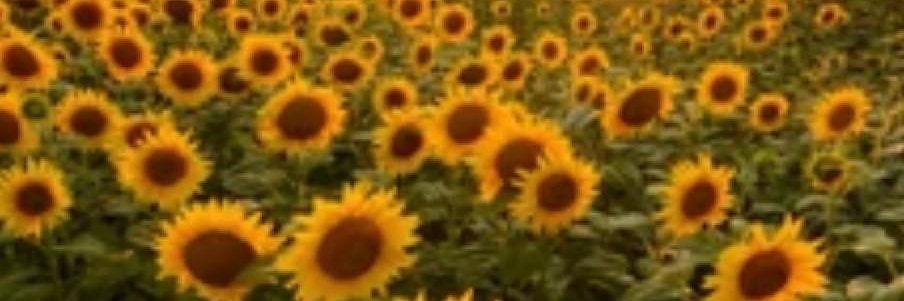 MelissaPerna2's profile banner image