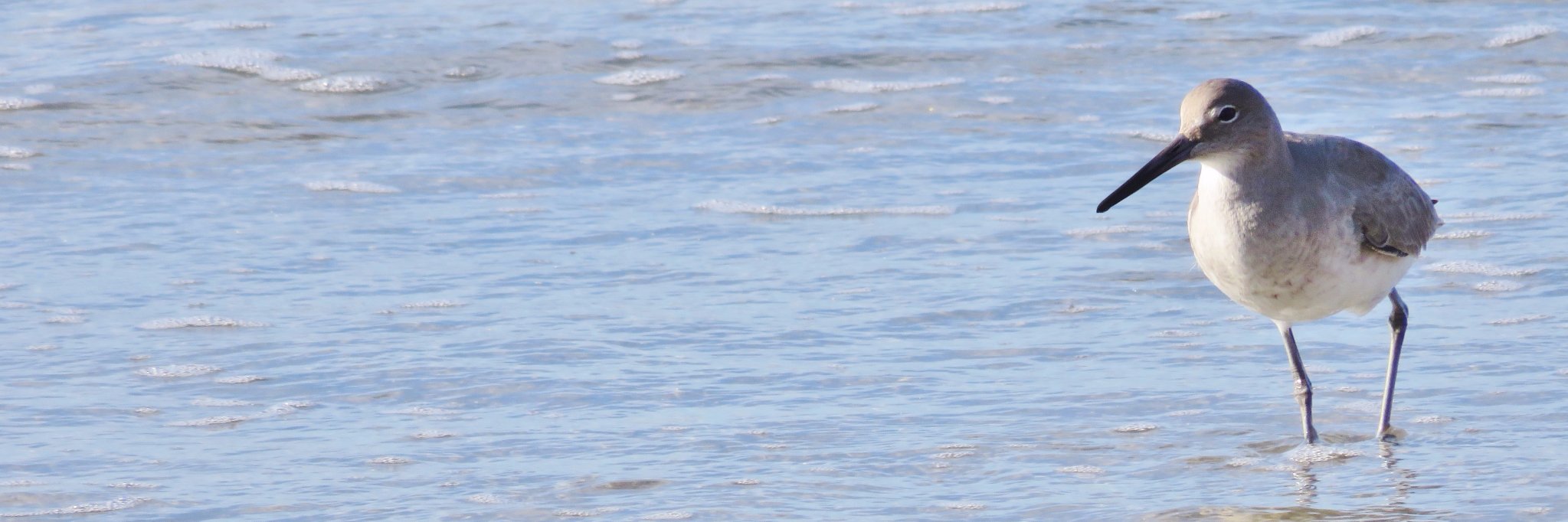 Linda Foote banner