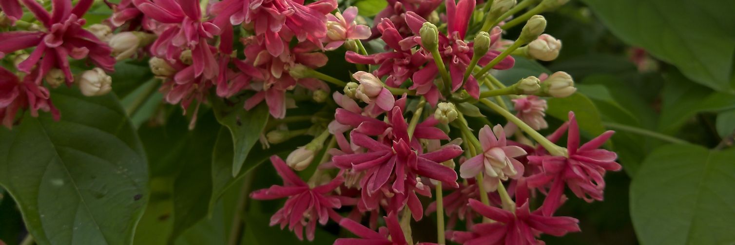 Jack Daniel Kho 高培杰 banner