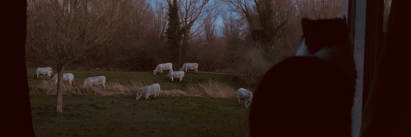 bjcgroen's profile banner image