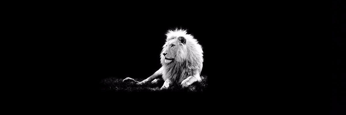 faizanbutt501's profile banner image