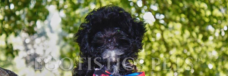 EgotisticPets's profile banner image