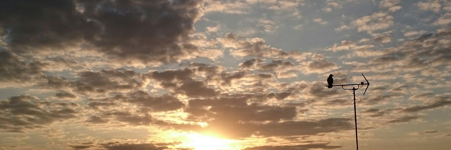 megocchi's profile banner image