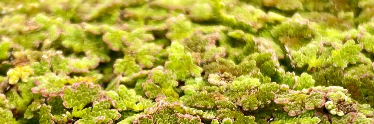 neal the human banner