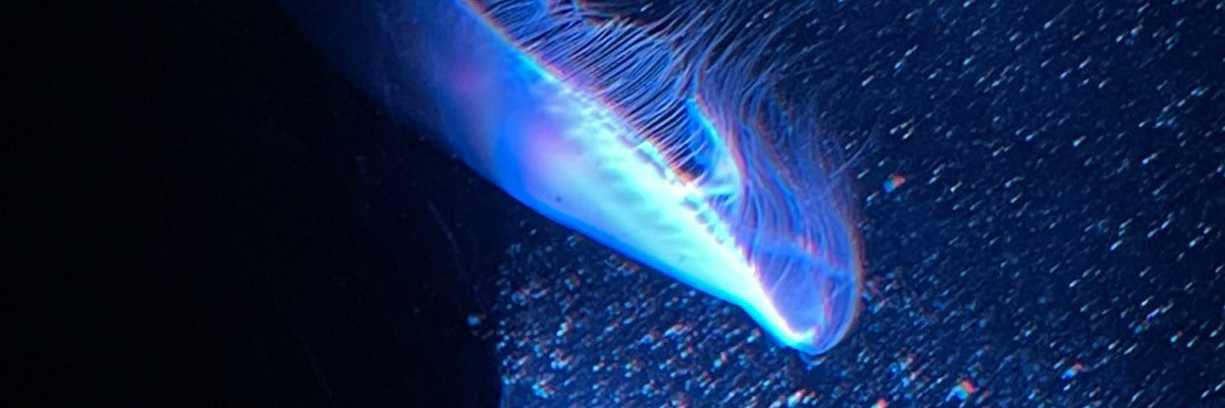monmonbe1's profile banner image