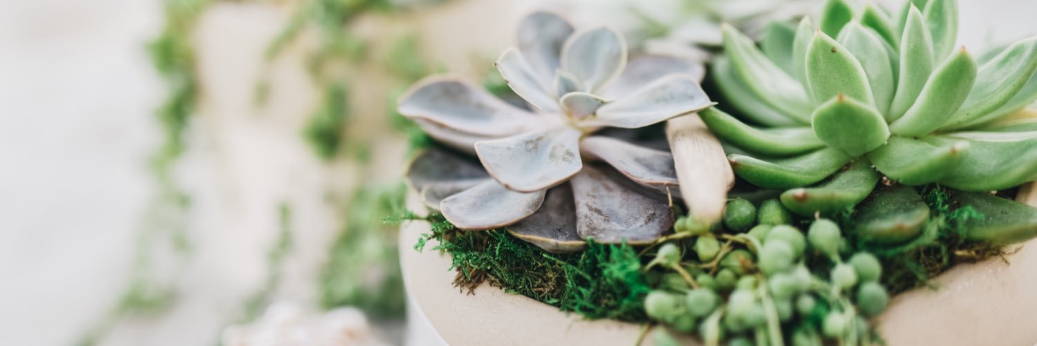 NCSucculents's profile banner image