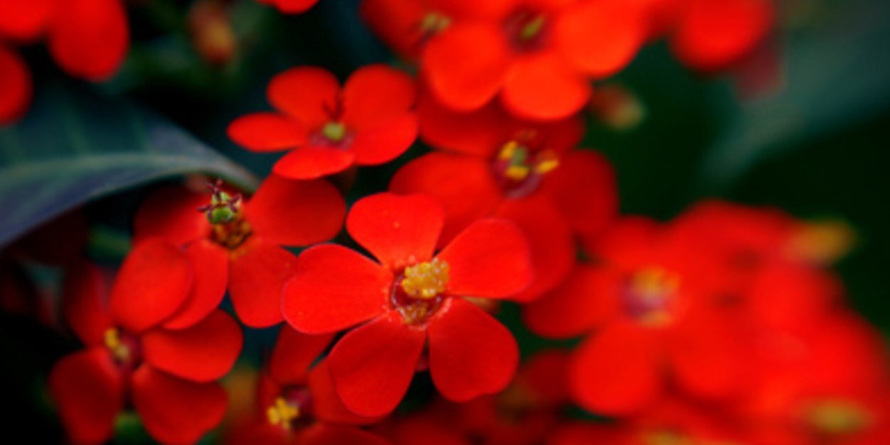 flowers_gals's profile banner image