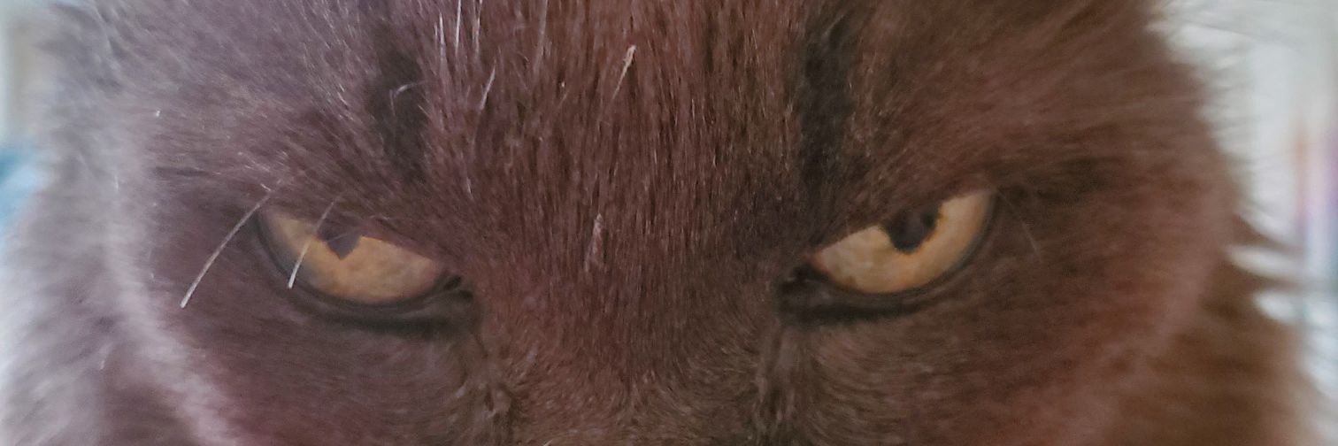 Bugbear (Rawrr) 🐞🧸#SETG banner