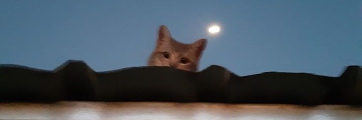هند من غير جوز🥥 banner