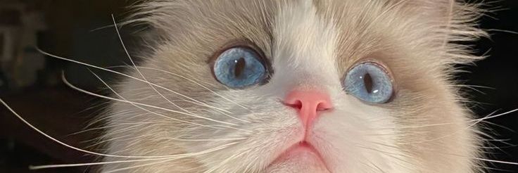 Ritedjke's profile banner image