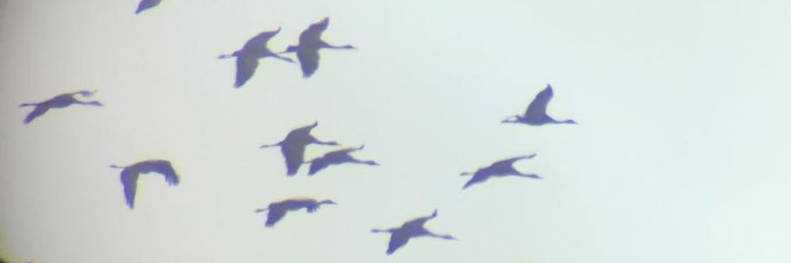 silabasimpares's profile banner image