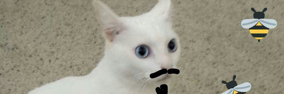Cat Damon's banner
