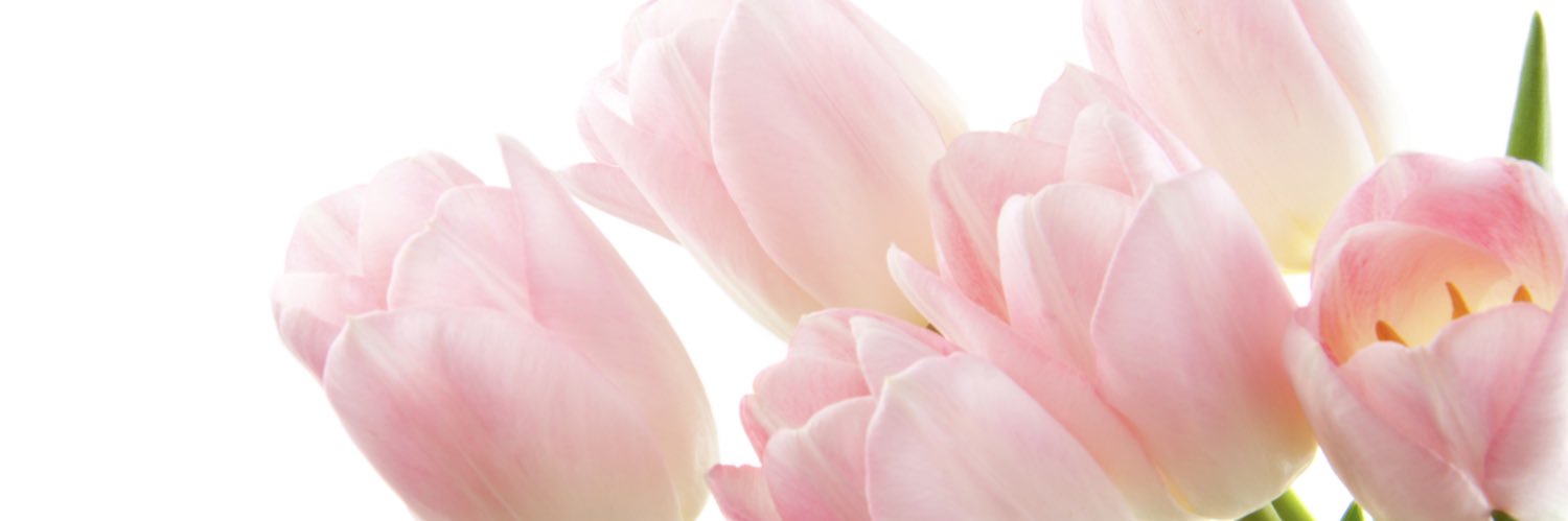 もふもふ🐹👧👦 banner